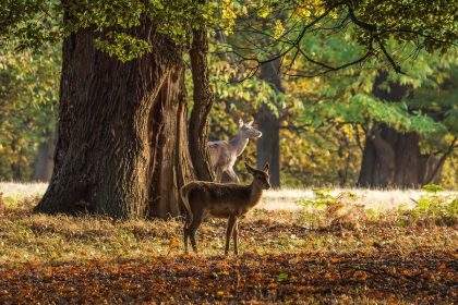 Căprioare sălbatice pășind prin pădurea toamnală din Parcul Charlecote, Warwickshire, Anglia