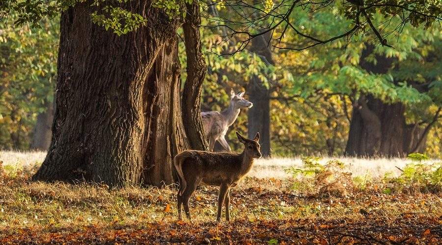 Căprioare sălbatice pășind prin pădurea toamnală din Parcul Charlecote, Warwickshire, Anglia