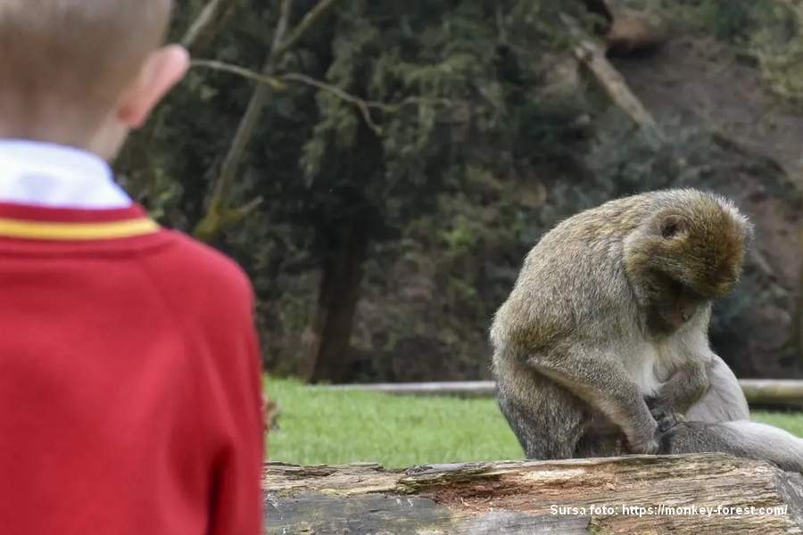 Monkey Forest Staffordshire: Safari autentic în inima Angliei