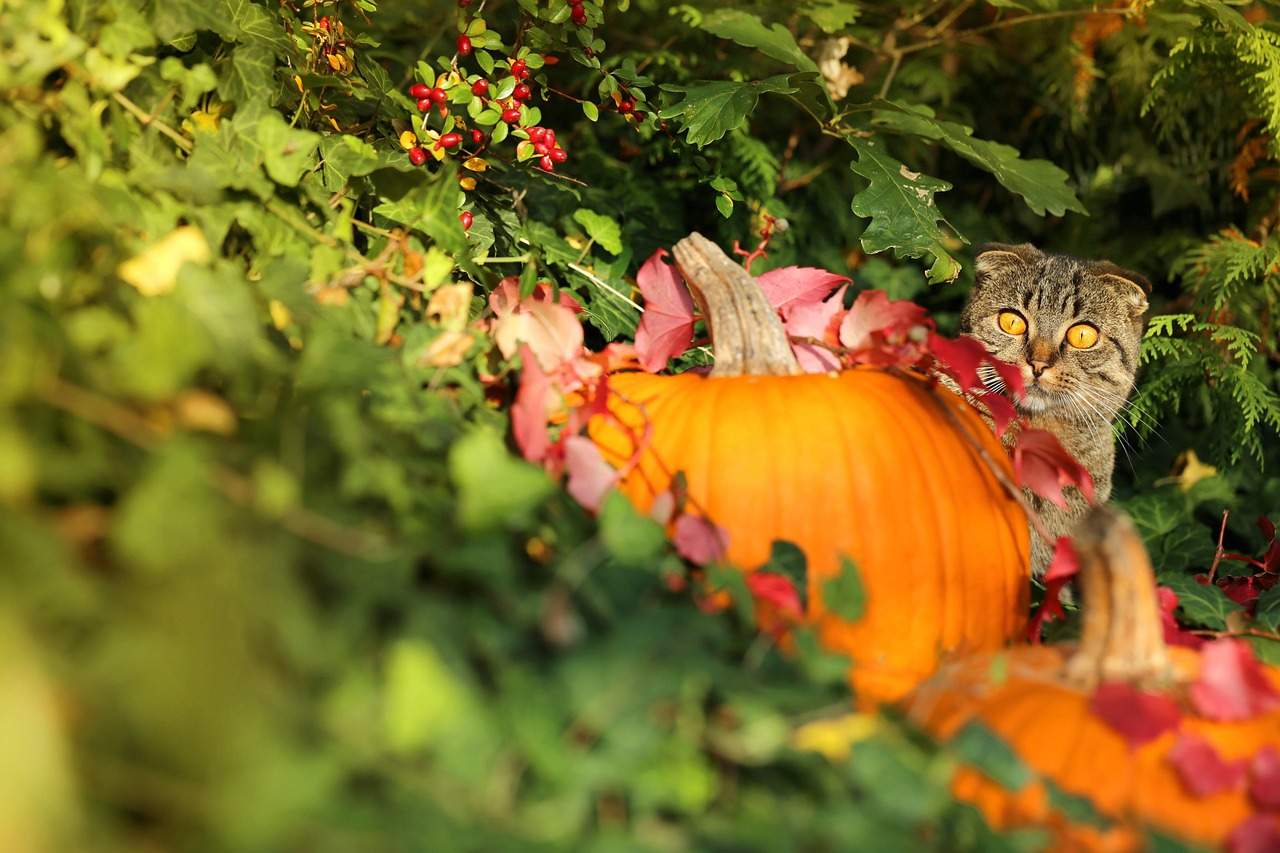 Unde să petreci Halloween-ul în România 2025: Ghidul complet al celor mai spectaculoase evenimente 🎃 2 halloween in romania
