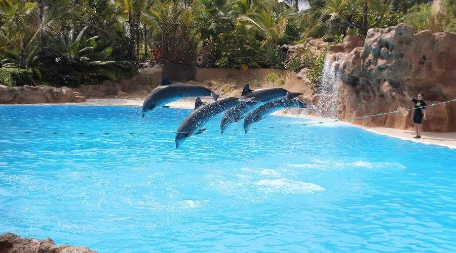 Tenerife 2026: Insula care te așteaptă cu vulcani, plaje și prețuri de vis 1 Tenerife 2026: Insula care te așteaptă