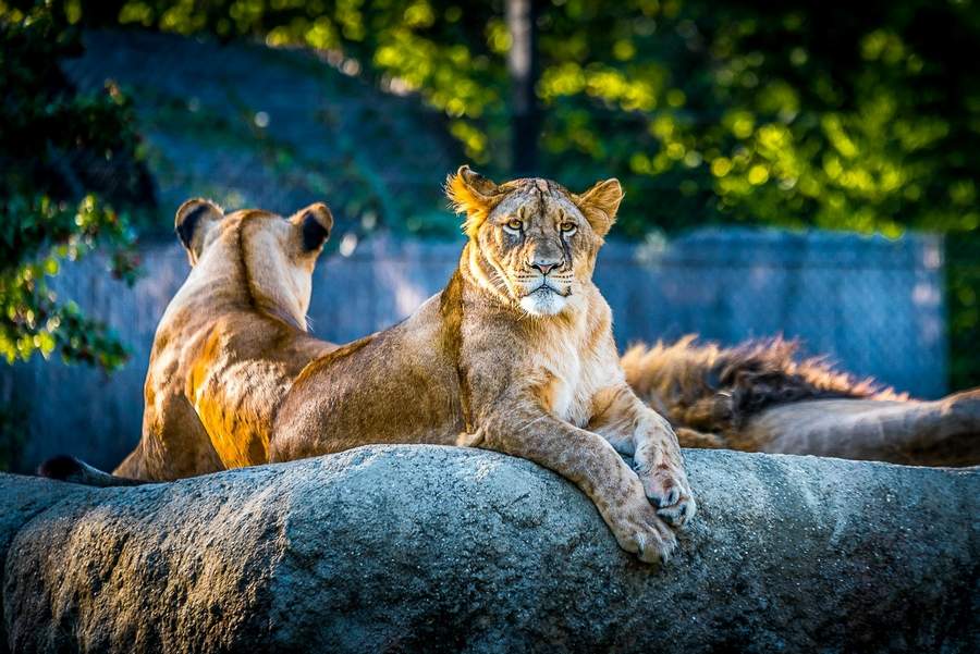 Copii la Bioparco Roma — grădina zoologică din Villa Borghese